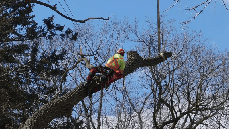 Why Hiring a Professional Mississauga Arborist Matters for Your Trees