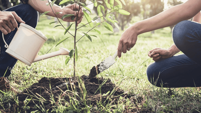 Eco-Friendly Tree Care Practices Every Homeowner Should Know