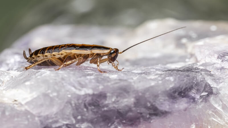 What’s The Most Common Pest Problem In Katy Neighborhoods?
