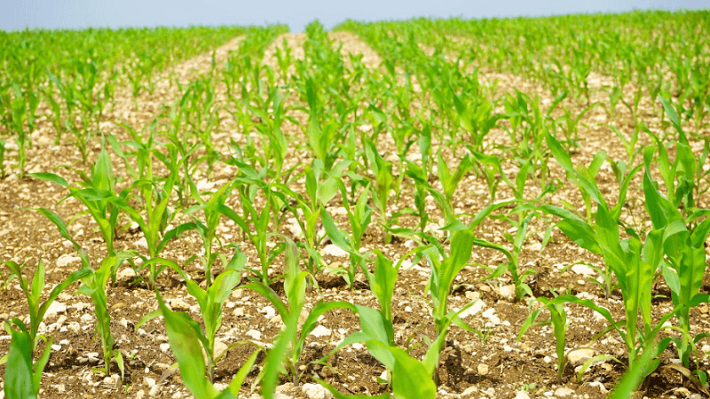 How Precision Agriculture Improves Coordination Across Large Farm Operations