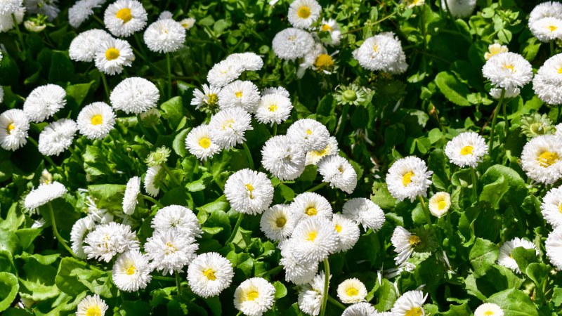 Perennial Beds
