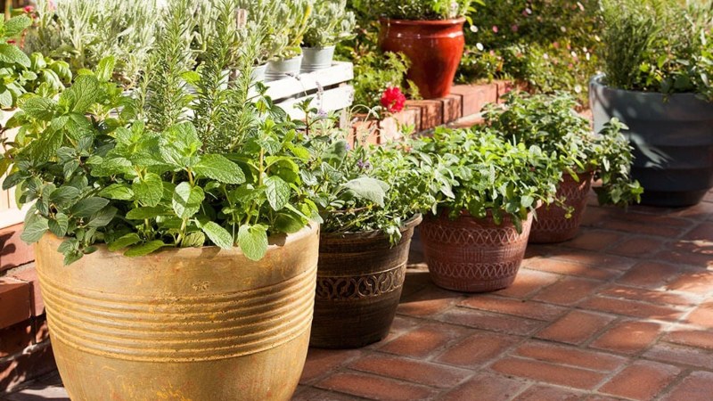 The Importance of Choosing the Right Plant Pots for Your Garden