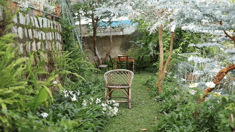 Smart Ways to Add Privacy to a Backyard Without Building a Fence