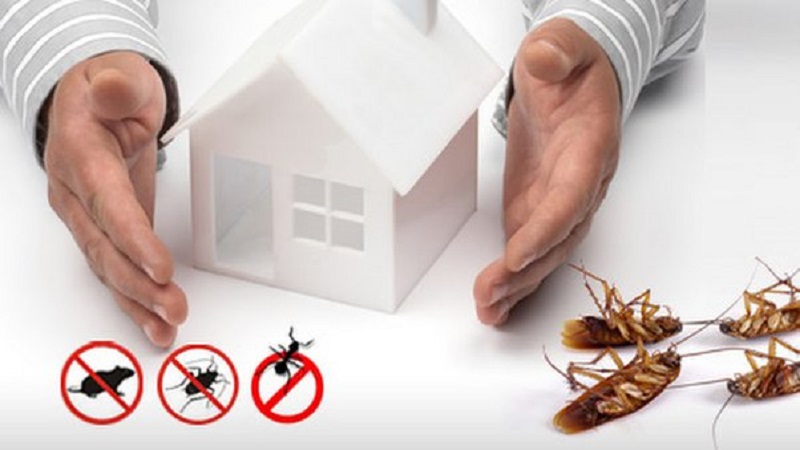 How Professional Pest Control Services Protect Your Home from Wildlife Damage